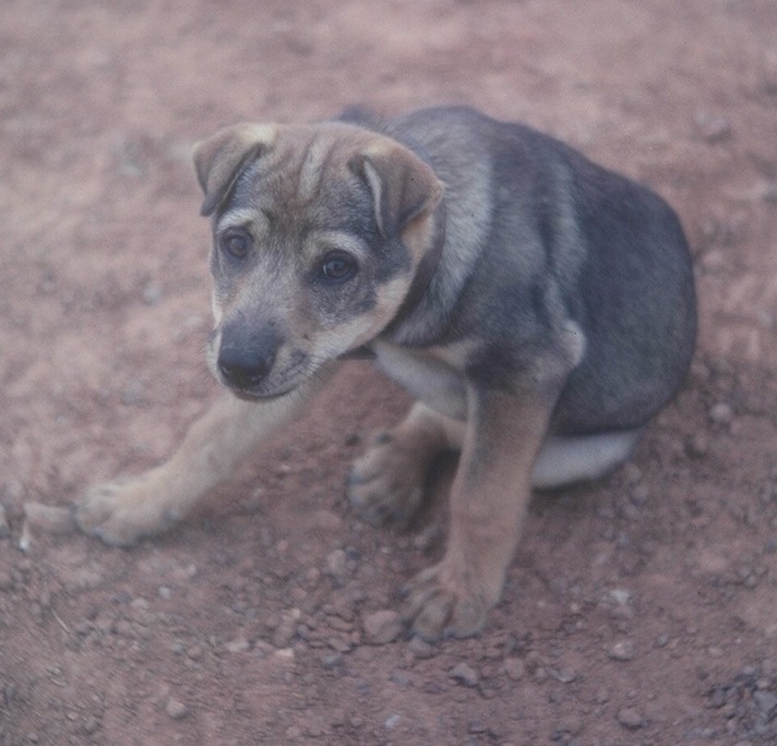 K Troop's mess section mascot - "Westy".